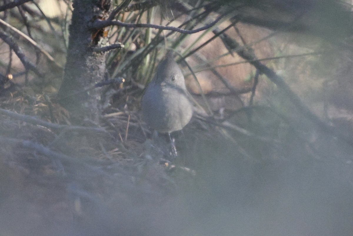 Juniper Titmouse - ML643069340