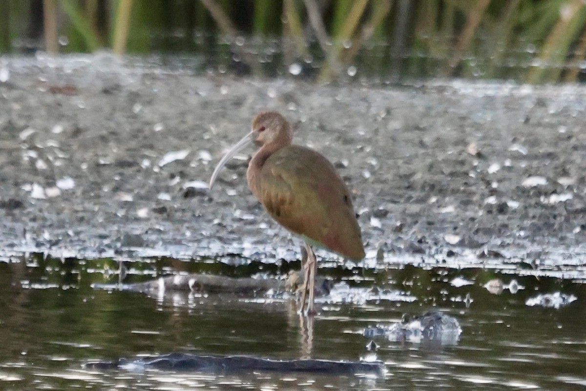 White-faced Ibis - ML643069342