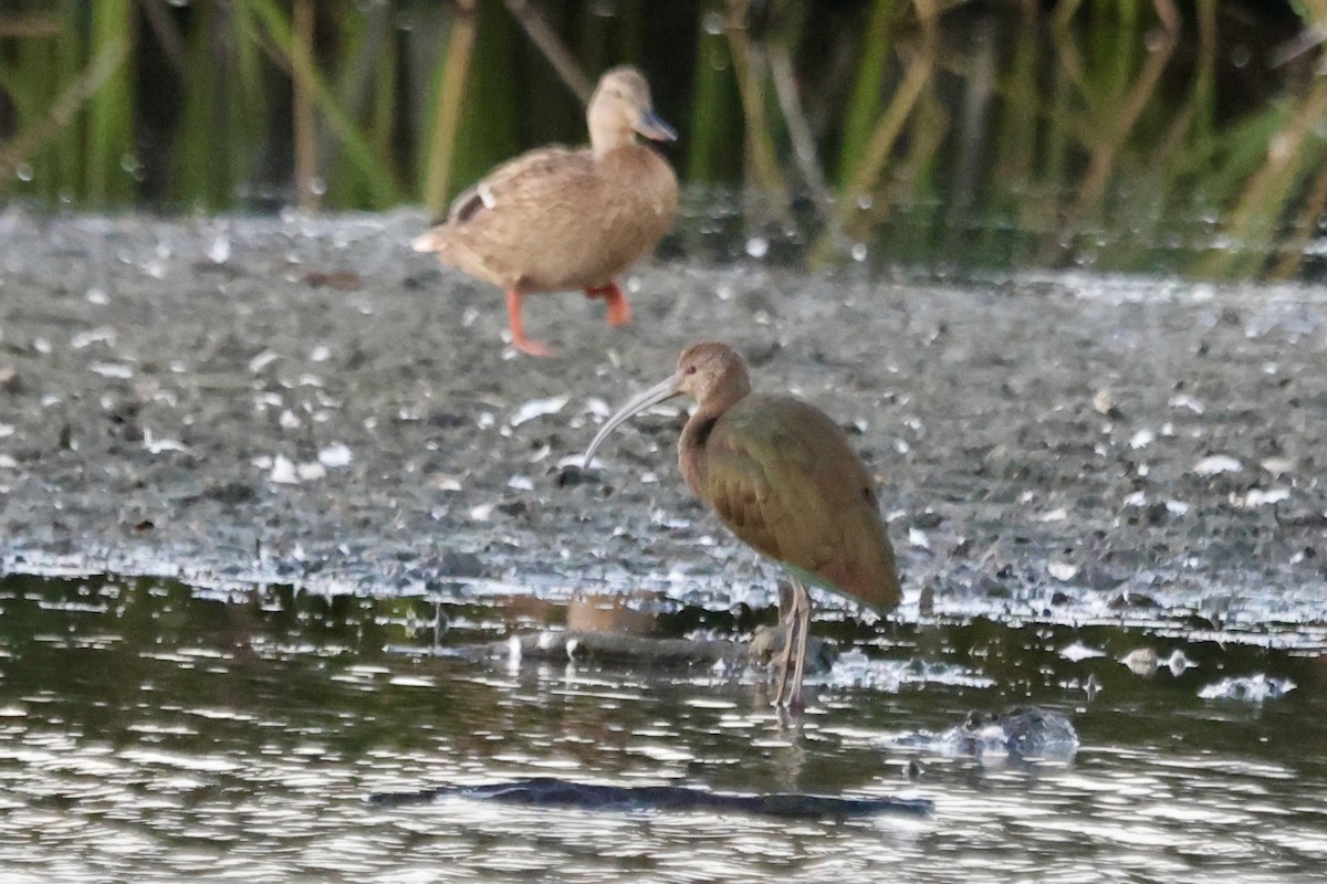 White-faced Ibis - ML643069343