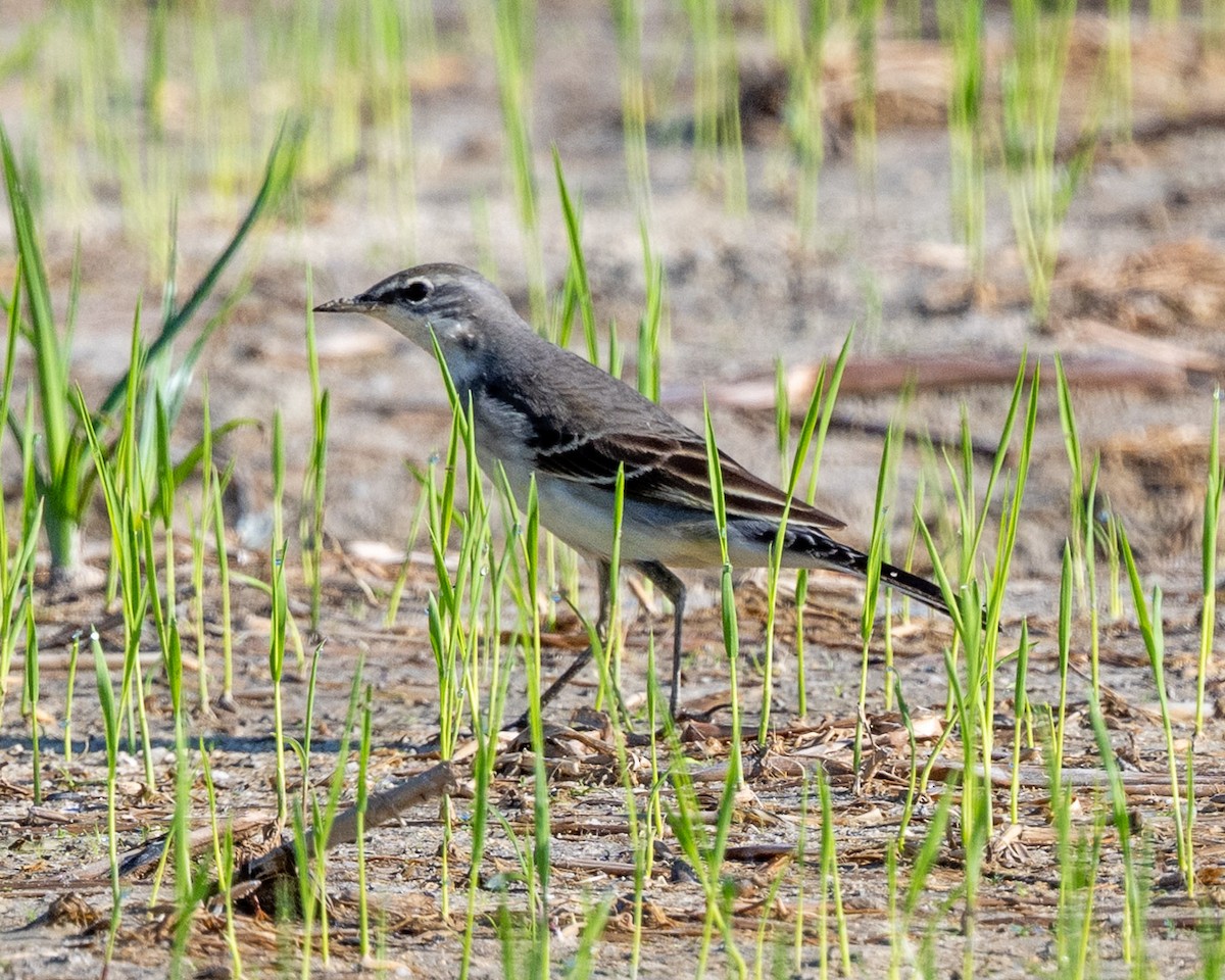 Eastern Yellow Wagtail - ML643069351