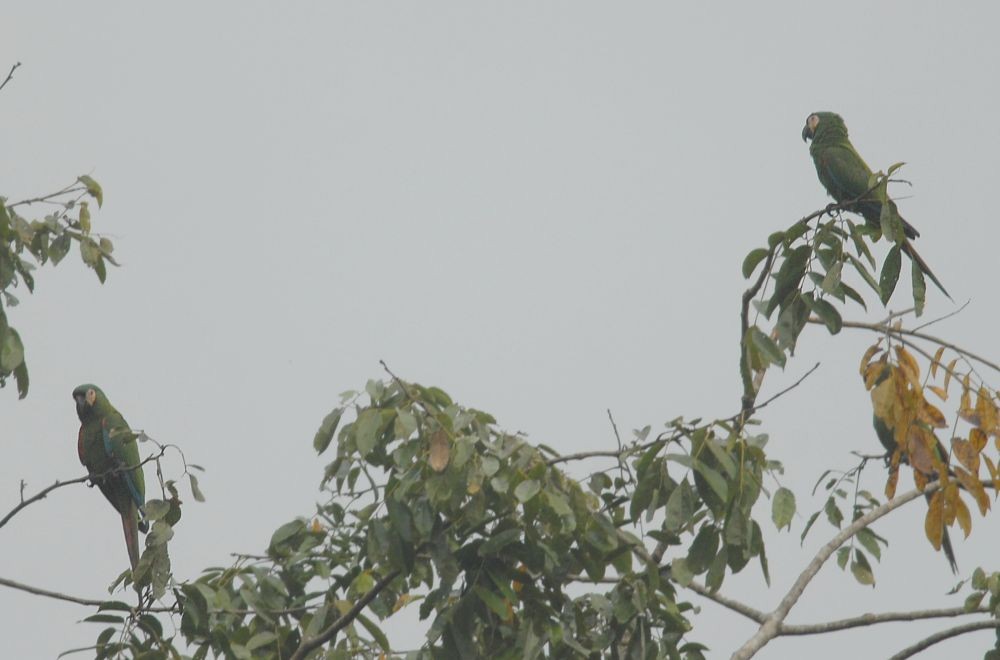 Chestnut-fronted Macaw - ML643069393
