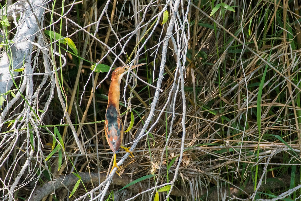 Least Bittern - ML643069409