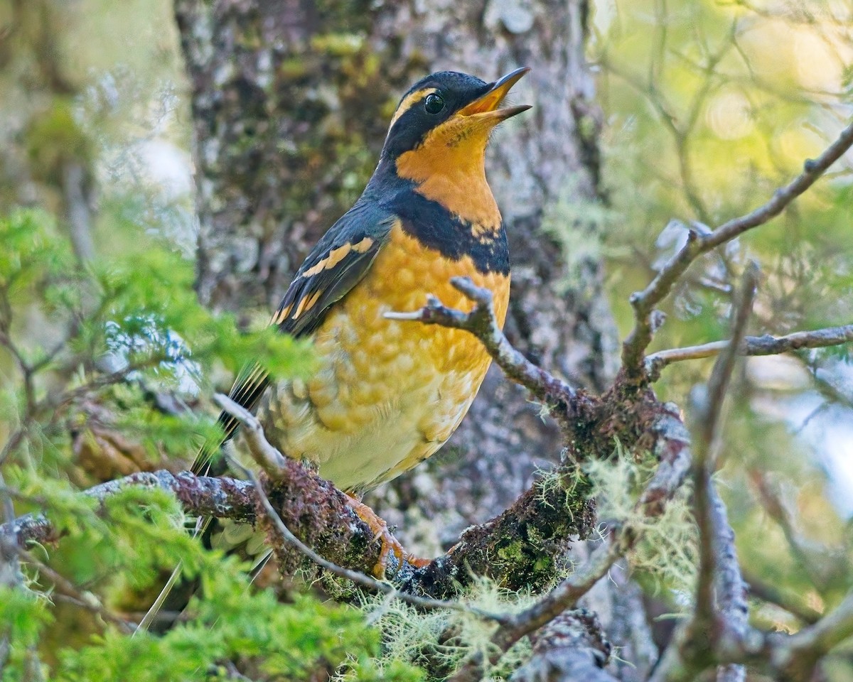 Varied Thrush - ML643069413