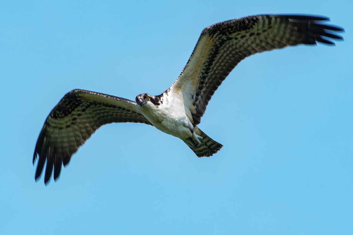 Osprey - ML643069415