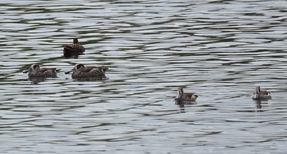 Pink-eared Duck - ML643069423