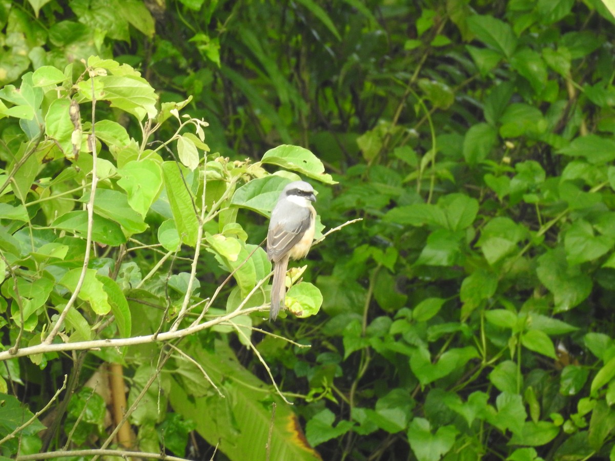Gray-backed Shrike - ML643069427