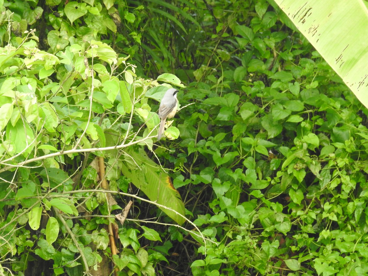 Gray-backed Shrike - ML643069428