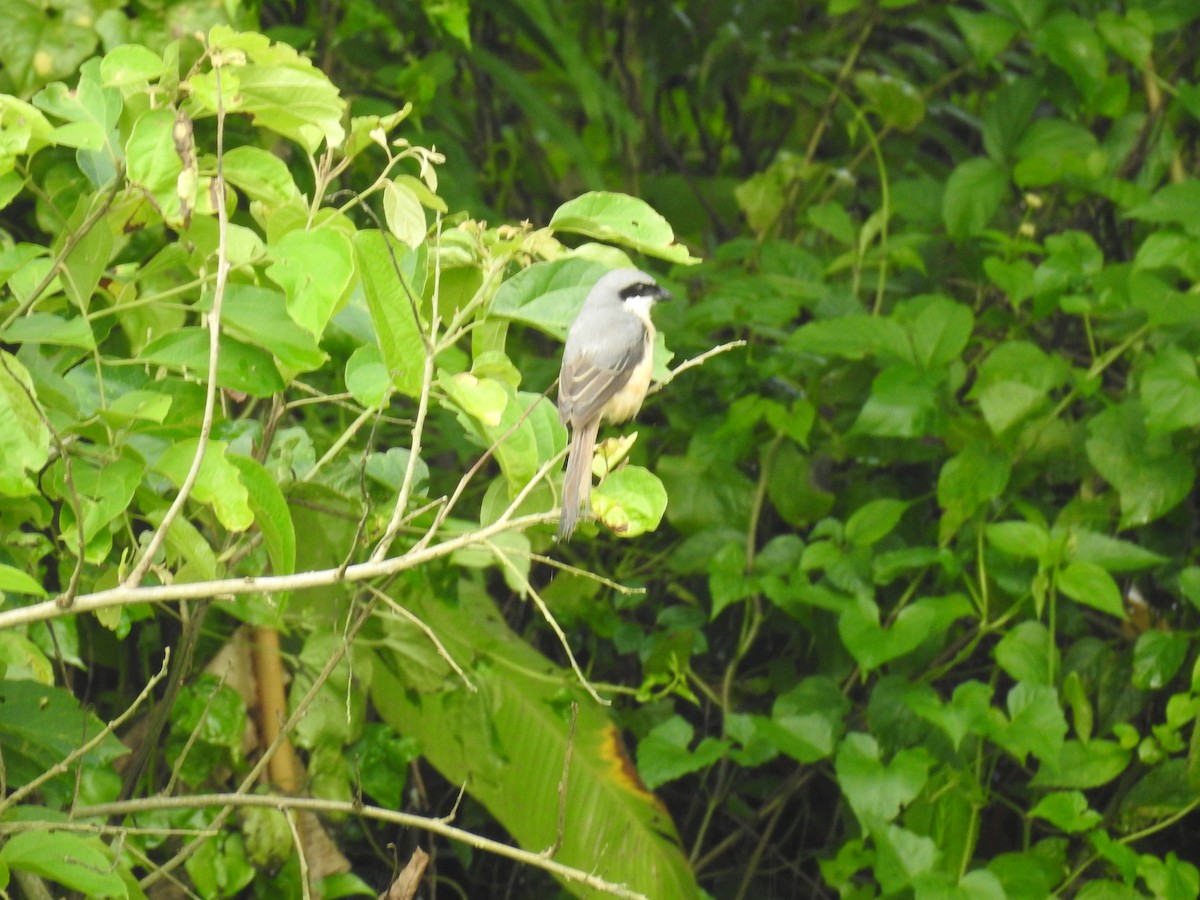 Gray-backed Shrike - ML643069429