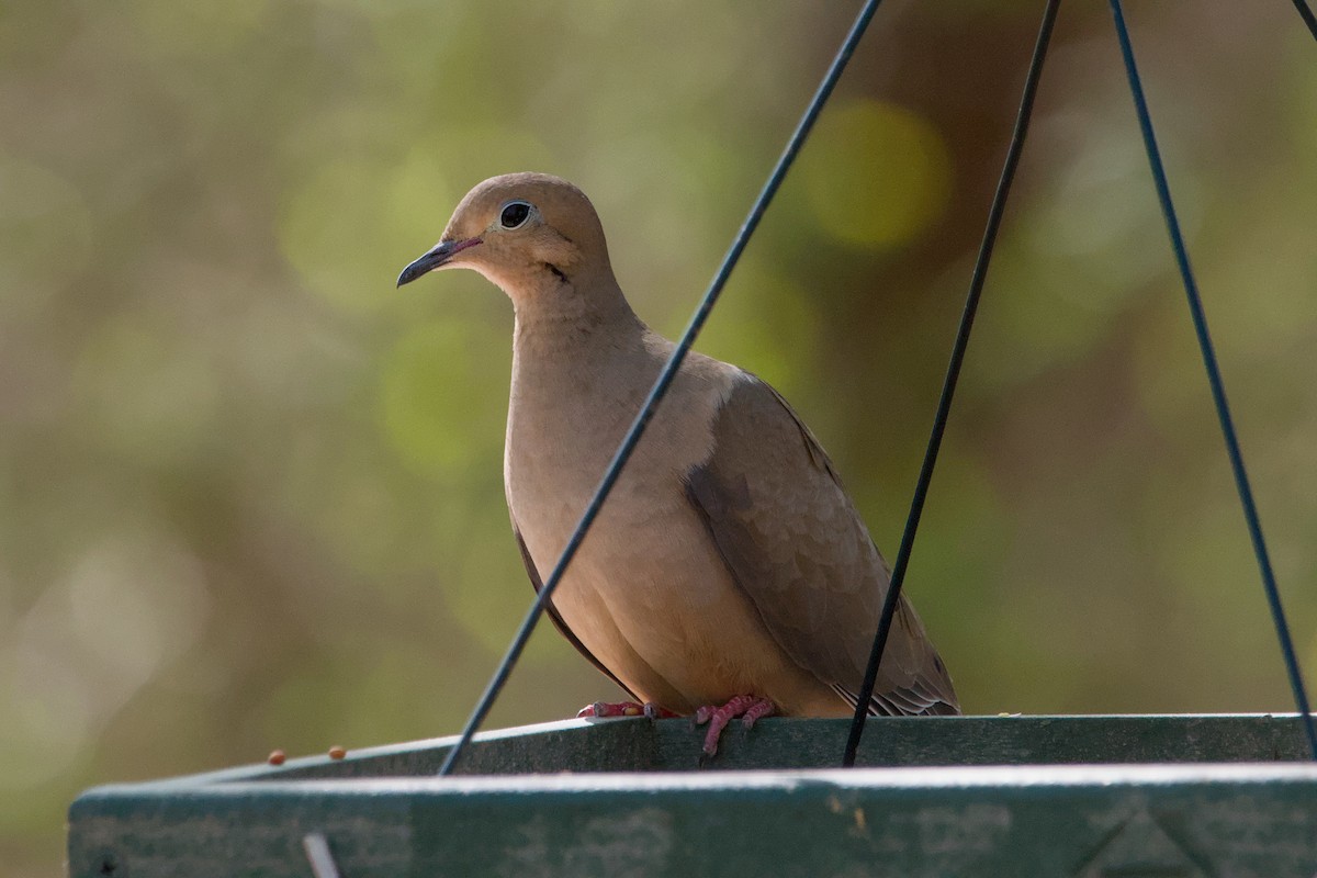 Mourning Dove - ML643069434