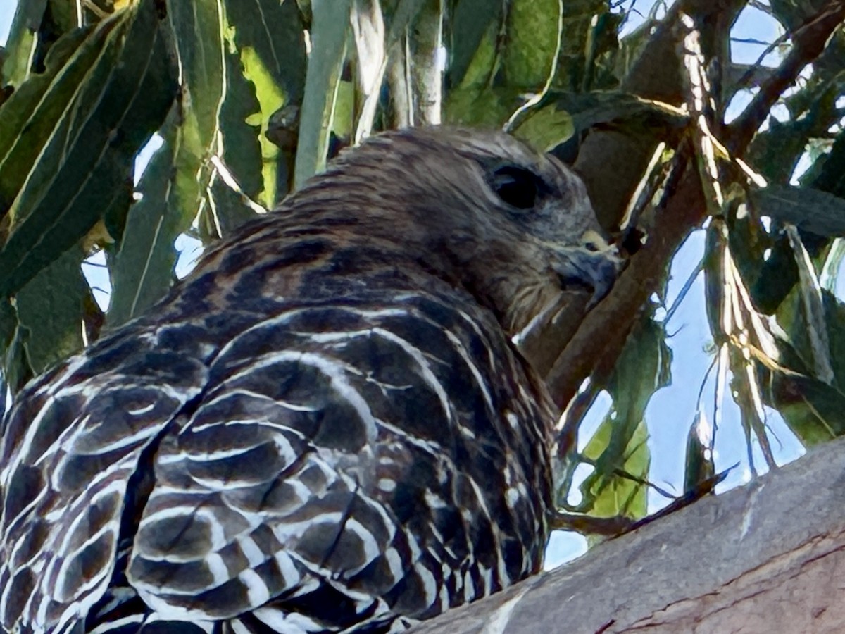 Red-shouldered Hawk - ML643069445