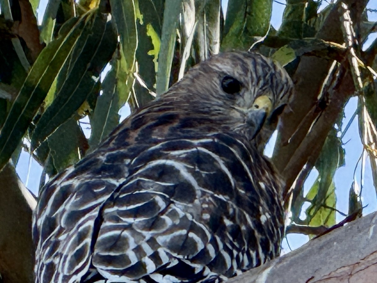 Red-shouldered Hawk - ML643069446