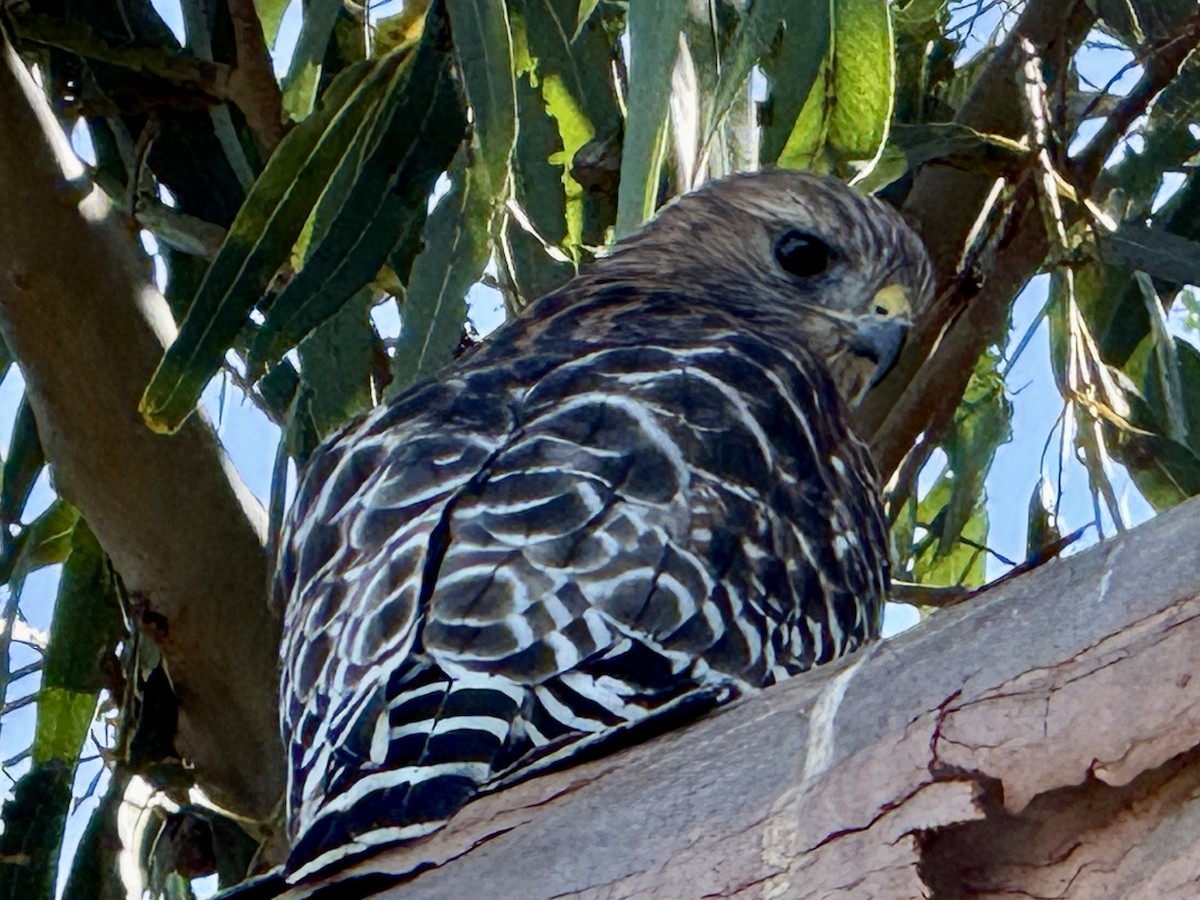 Red-shouldered Hawk - ML643069447