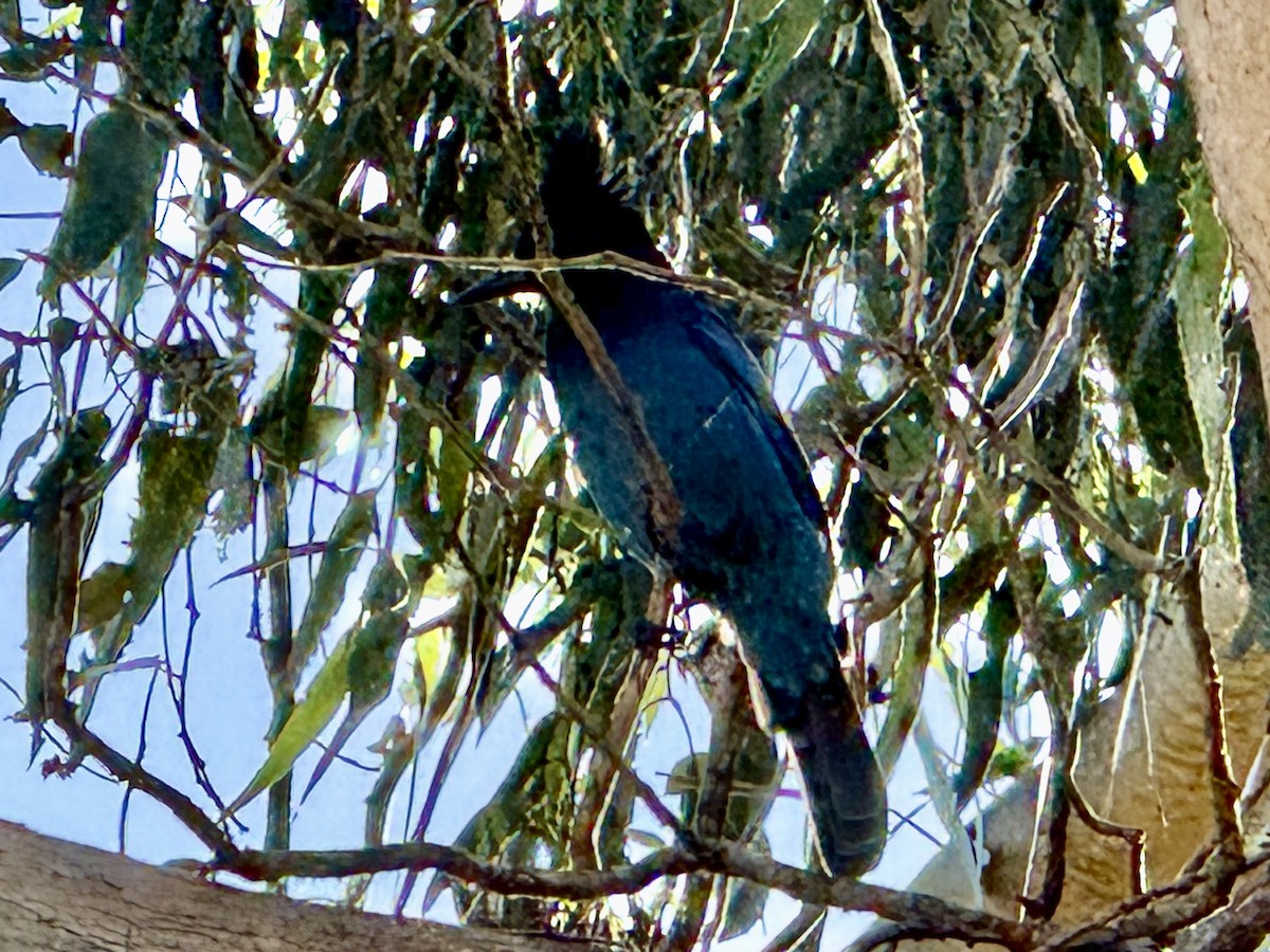 Steller's Jay - ML643069450