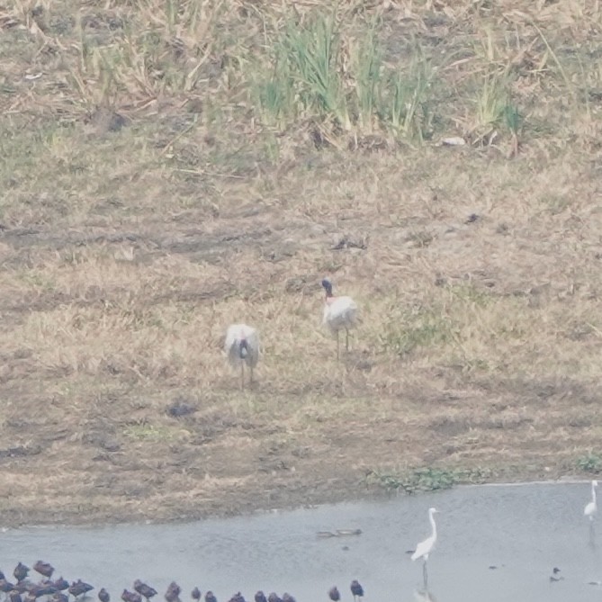 jabirustork - ML643069453