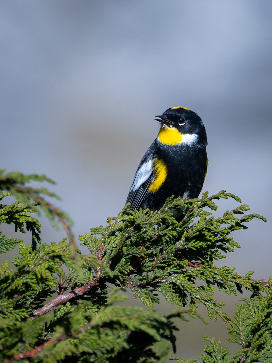 Yellow-rumped Warbler (Goldman's) - ML643069472