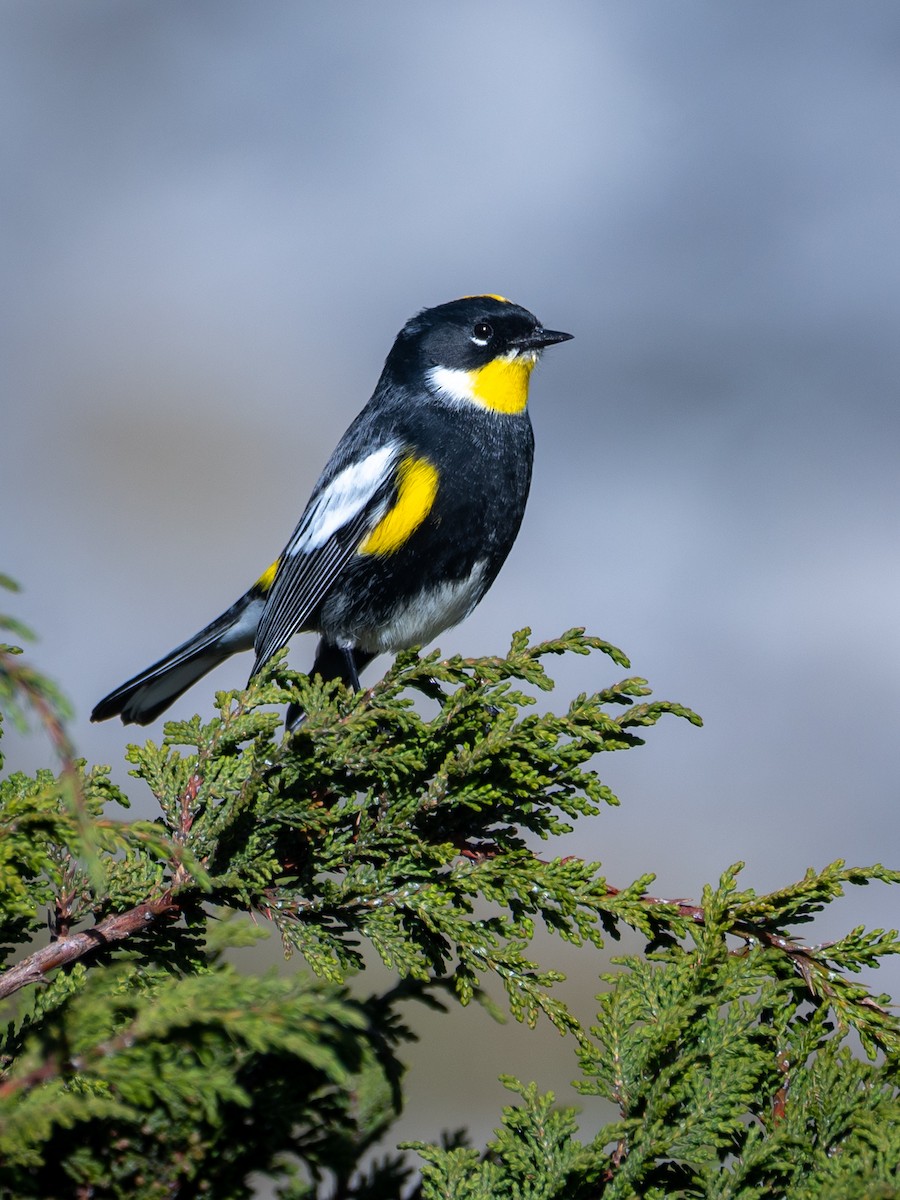 Yellow-rumped Warbler (Goldman's) - ML643069474