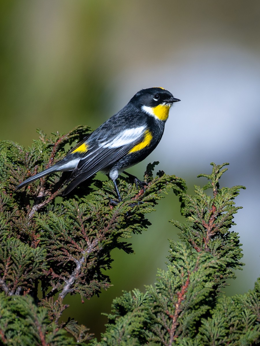 Yellow-rumped Warbler (Goldman's) - ML643069475