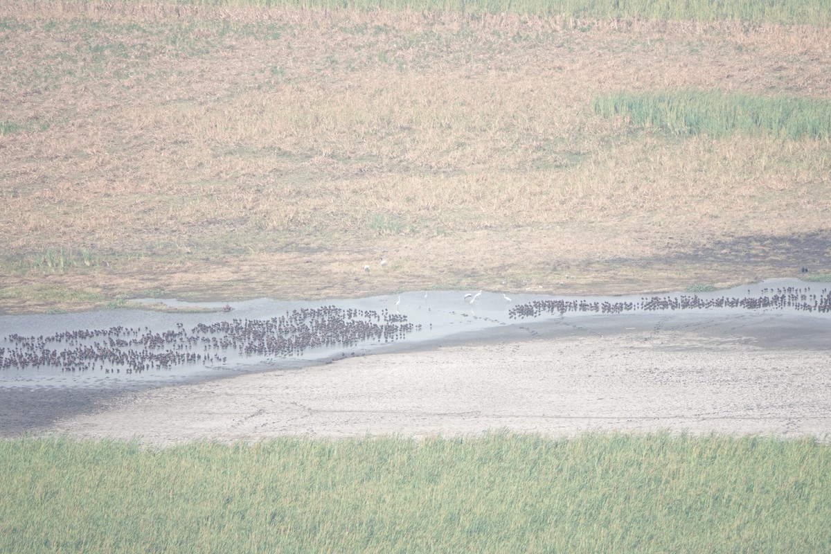 Black-bellied Whistling-Duck - ML643069481