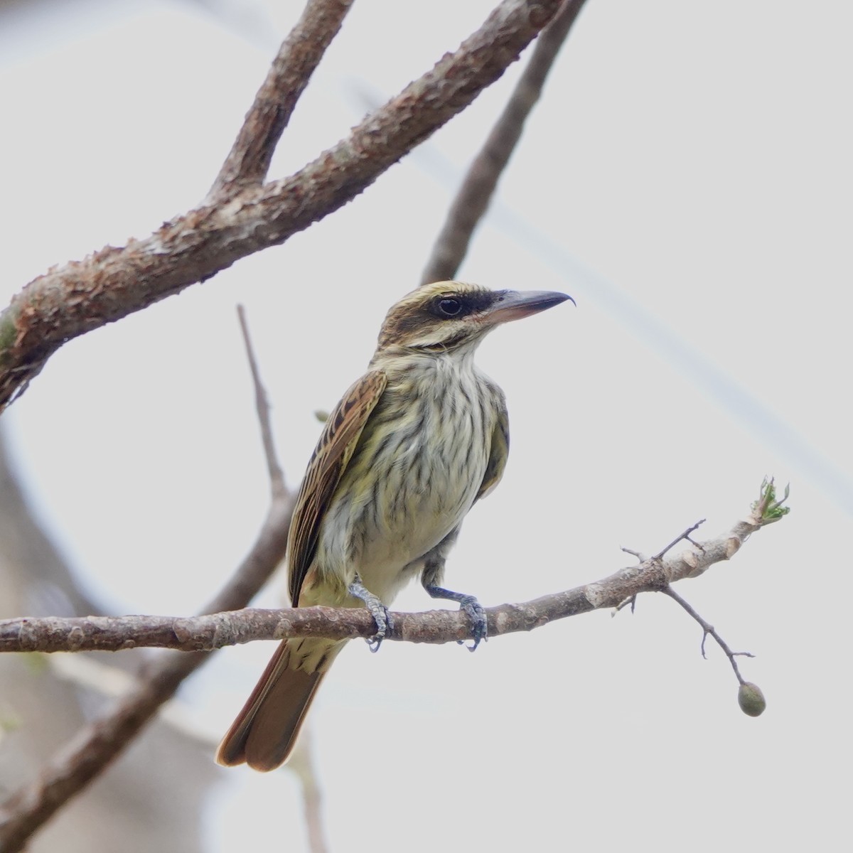 Streaked Flycatcher - ML643069484