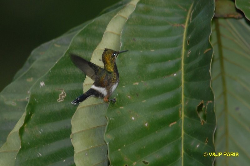 Wire-crested Thorntail - ML643069499