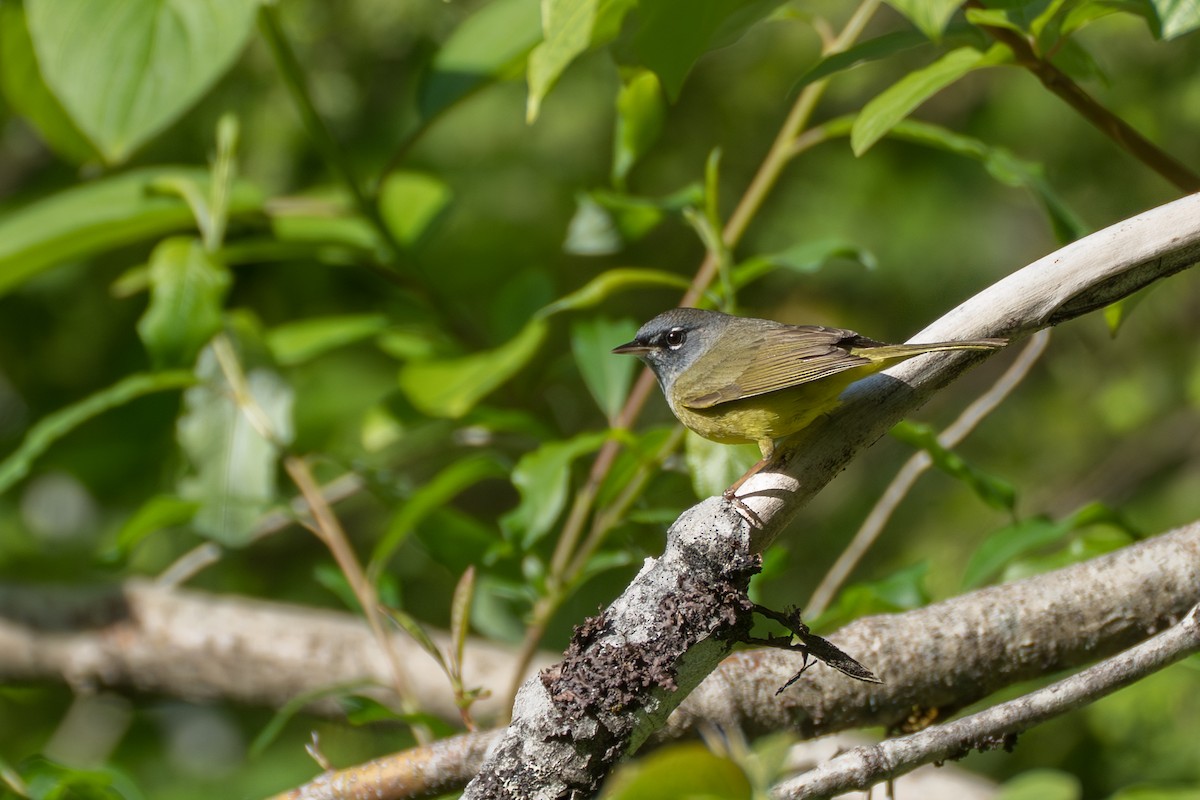 MacGillivray's Warbler - ML643069501