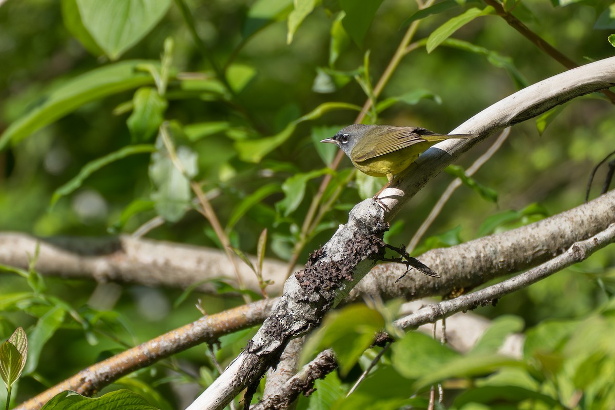 MacGillivray's Warbler - ML643069502
