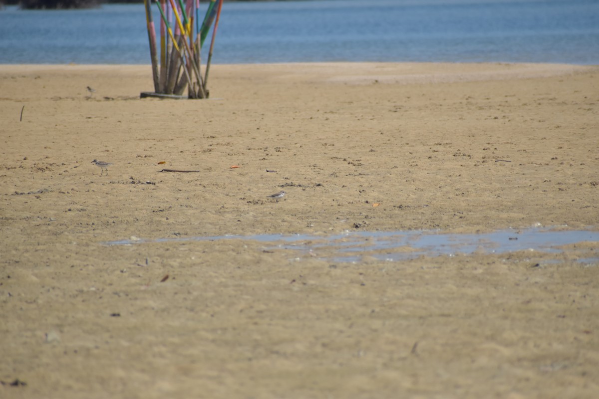 Kentish Plover - ML643069513