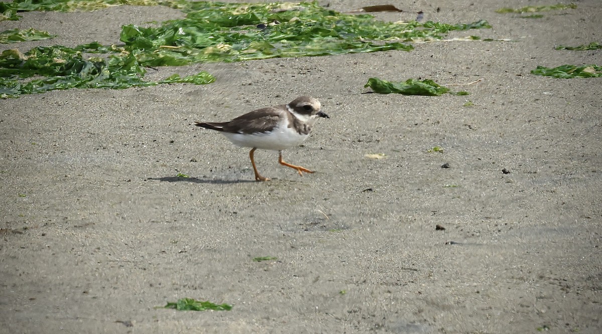 Common Ringed Plover - ML643069515