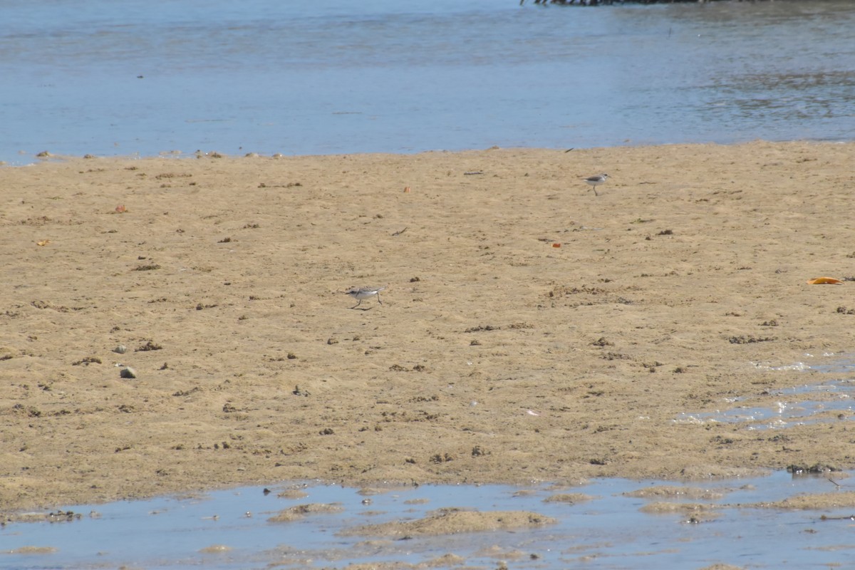 Kentish Plover - ML643069516