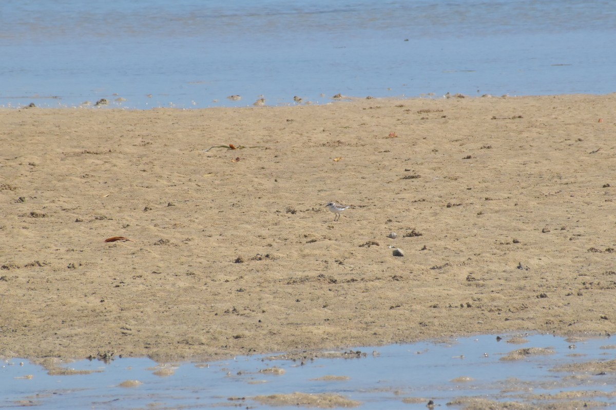 Kentish Plover - ML643069517