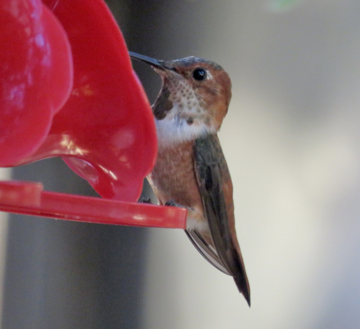 Rufous/Allen's Hummingbird - ML643069521