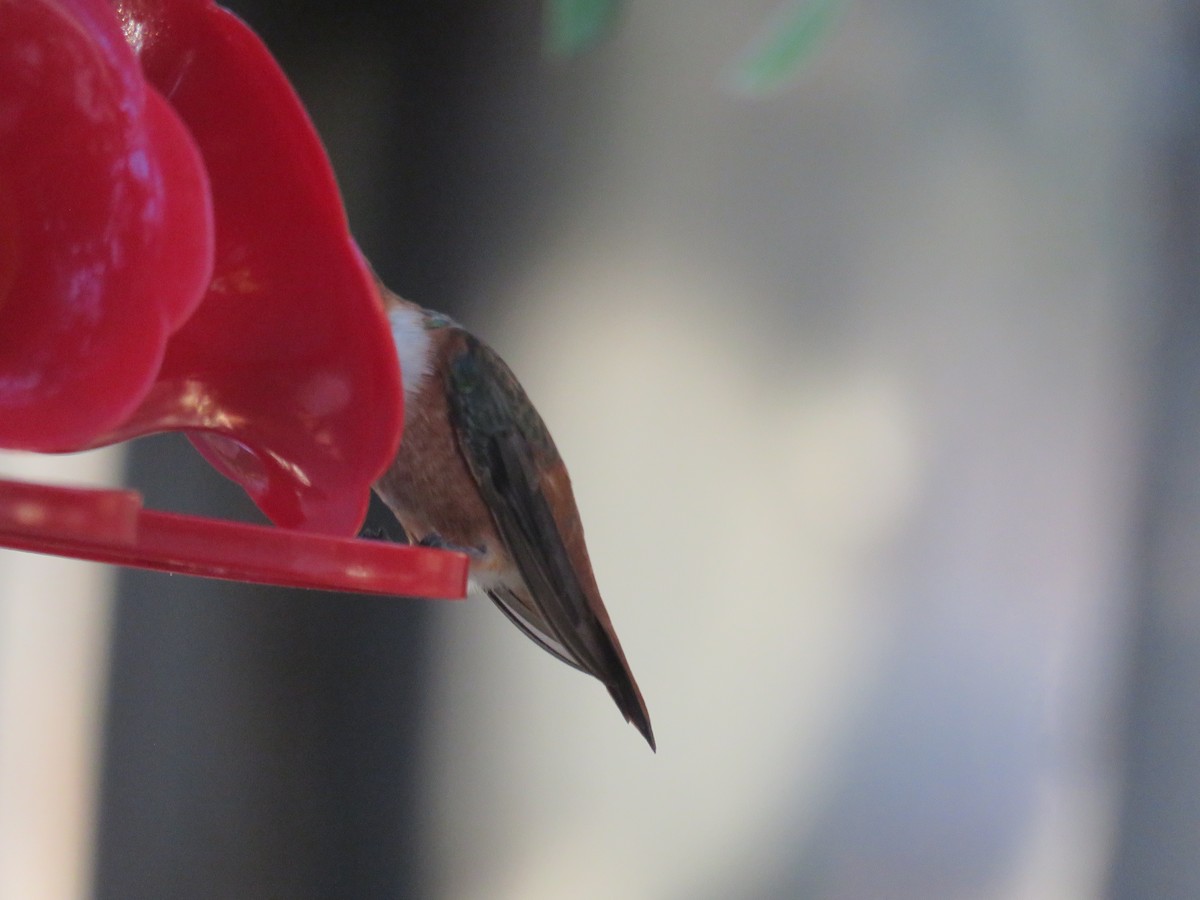 Rufous/Allen's Hummingbird - ML643069522