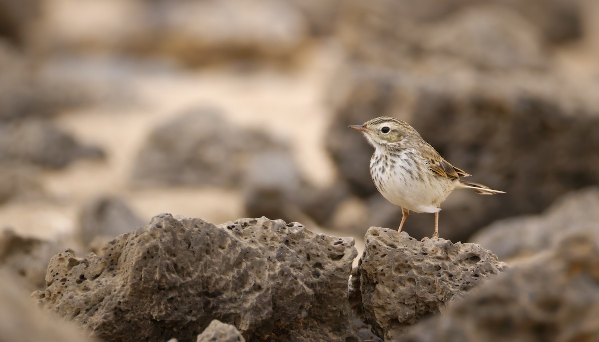 Berthelot's Pipit - ML643069553