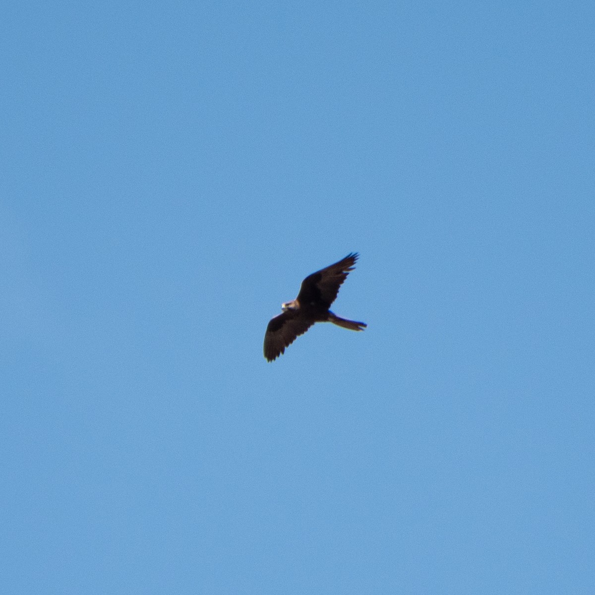 Black Falcon - ML643069560
