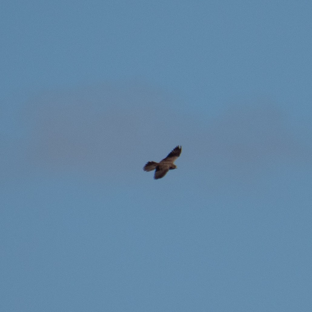 Black Falcon - ML643069561