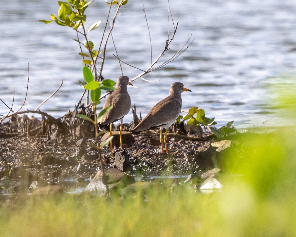 Gray-headed Lapwing - ML643069592