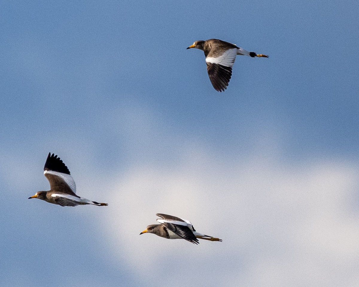 Gray-headed Lapwing - ML643069593