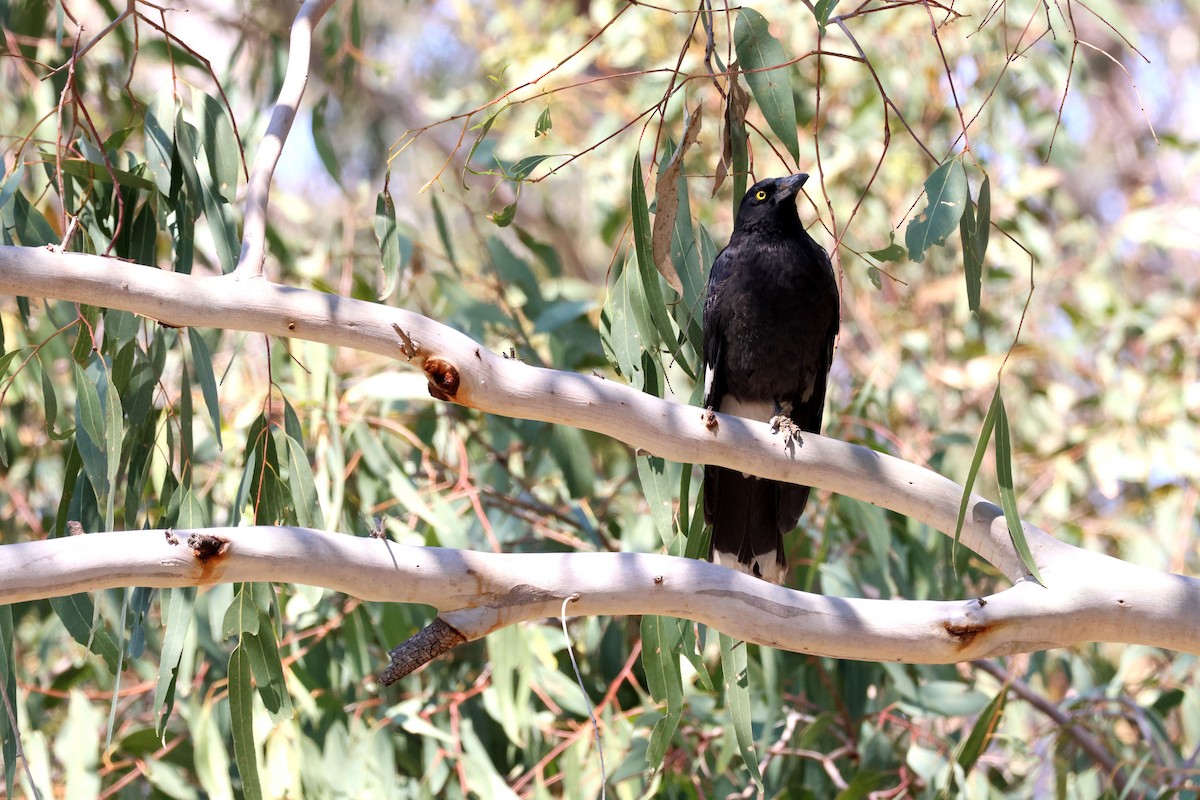 Pied Currawong - ML643069596
