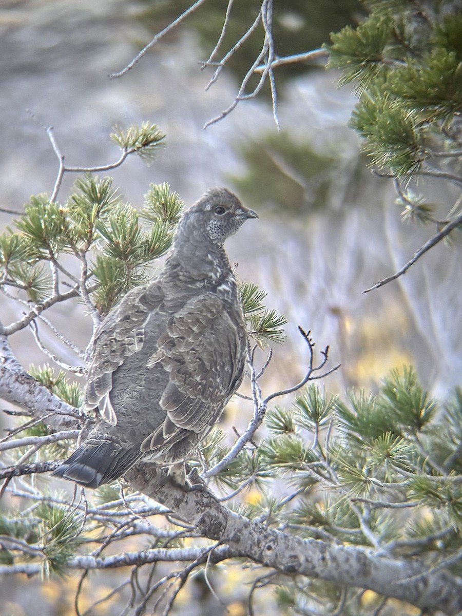 Dusky Grouse - ML643069605