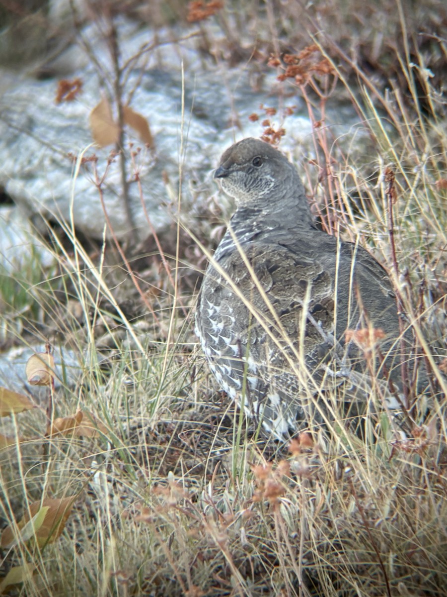 Dusky Grouse - ML643069607