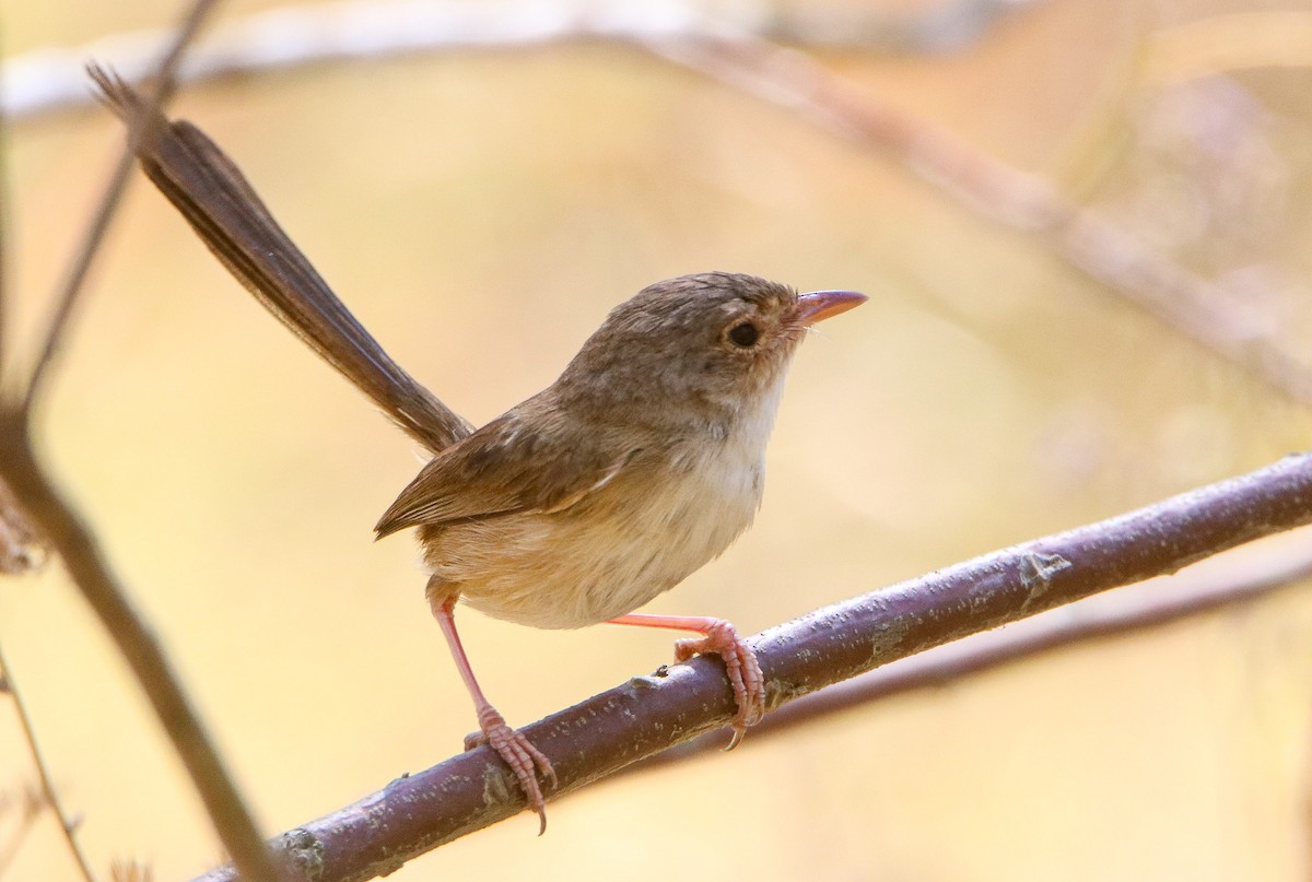 Red-backed Fairywren - ML643069628