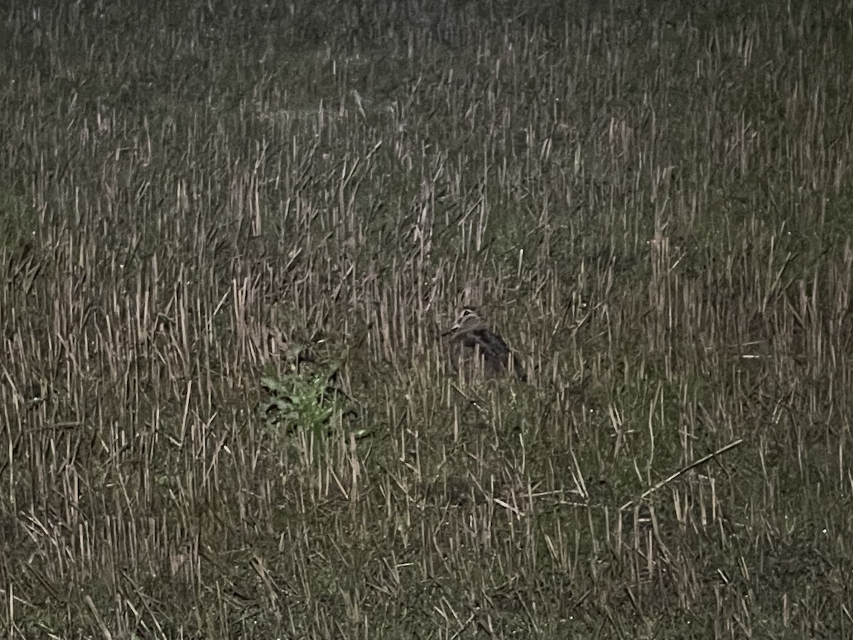 Eurasian Woodcock - ML643069629
