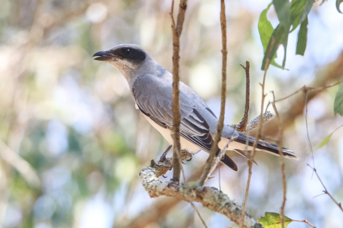 Black-faced Cuckooshrike - ML643069638