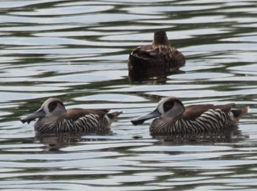 Pink-eared Duck - ML643069663