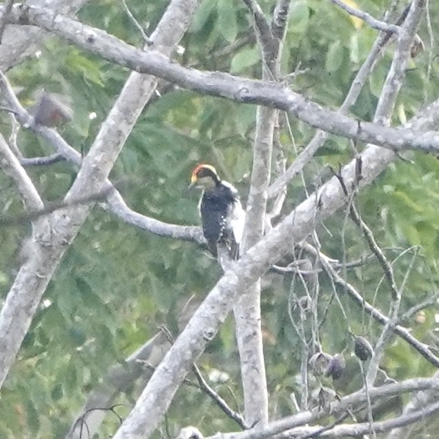 gullnakkespett - ML643069669