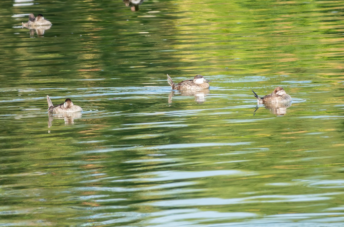 Ruddy Duck - ML643069675
