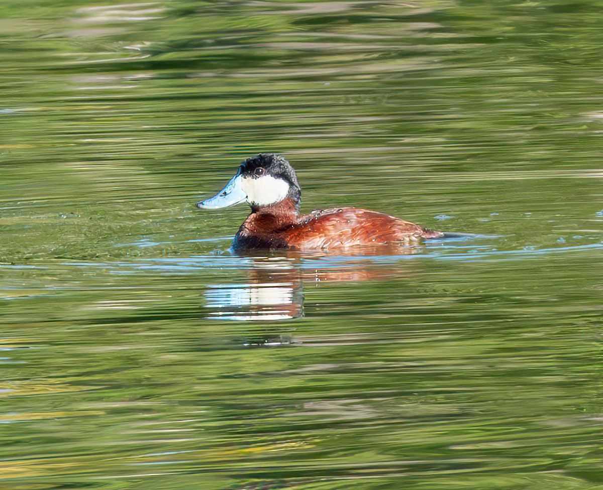 Ruddy Duck - ML643069676