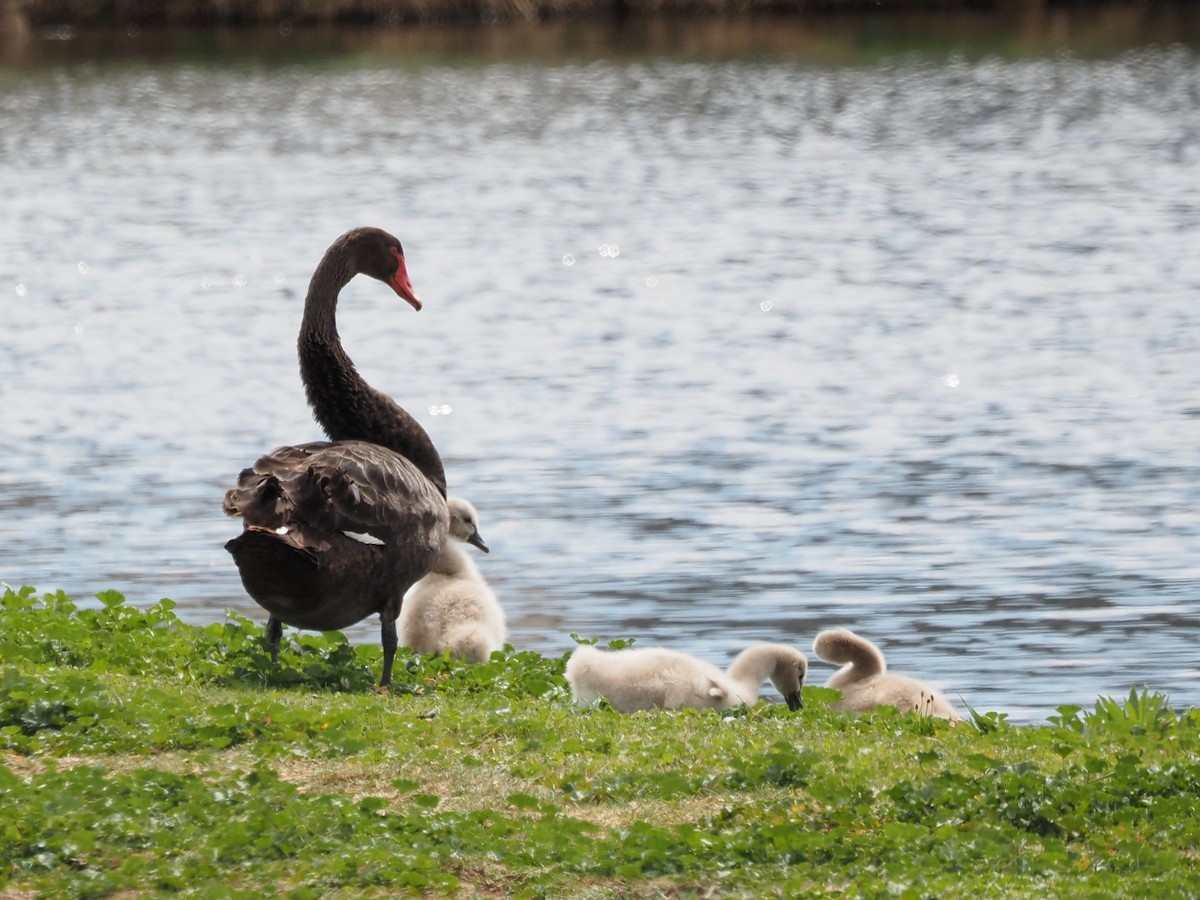 Black Swan - ML643069680