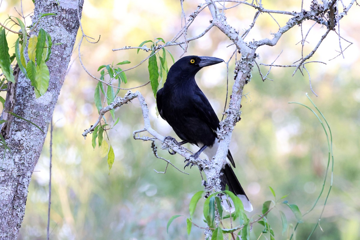 Pied Currawong - ML643069682