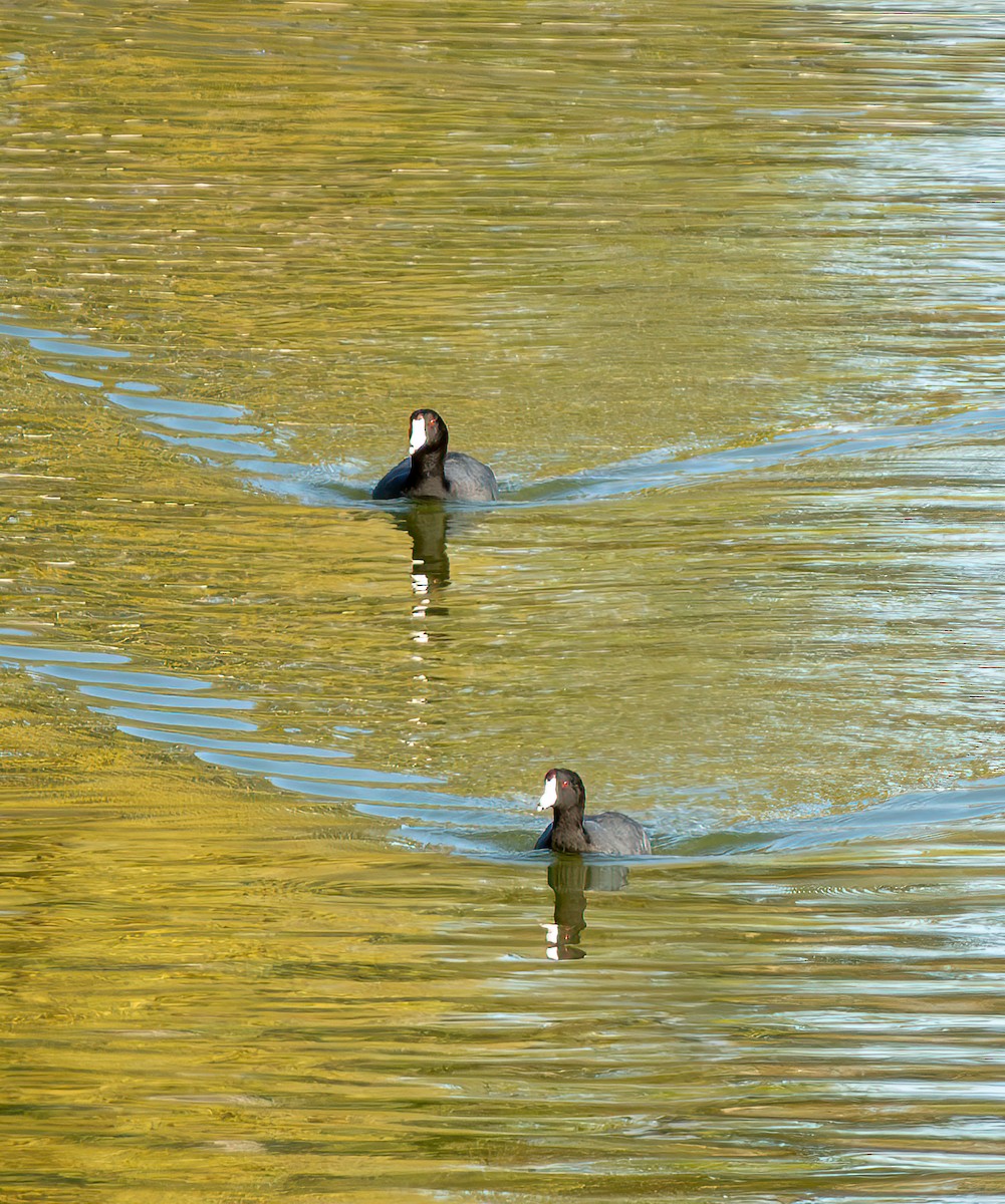 American Coot - ML643069689